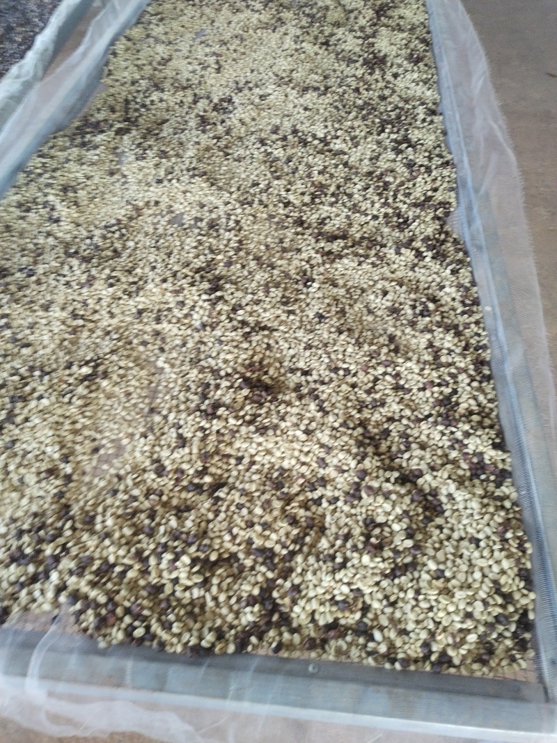 云南高海拔高山全红果卡蒂姆咖啡生豆批发精品