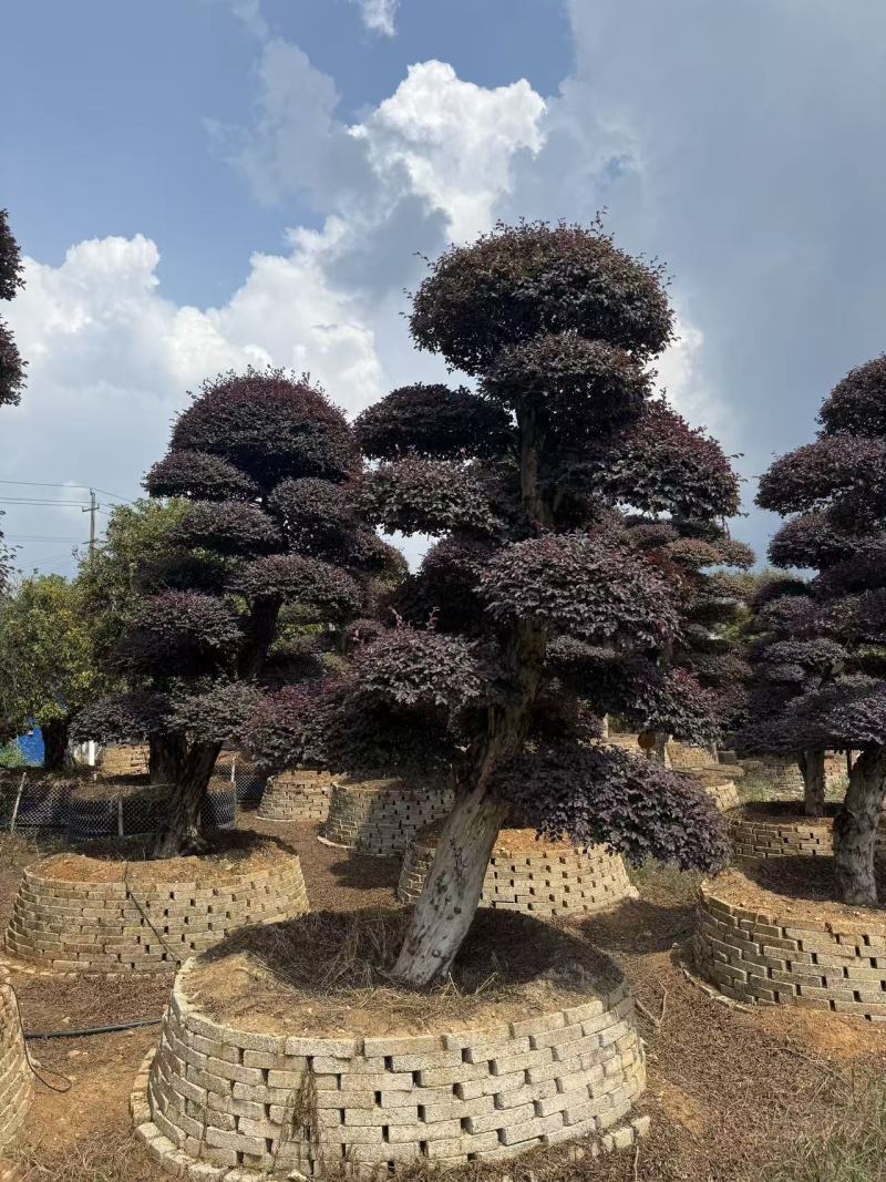 5年以上红花继木，基地自产自销，现货