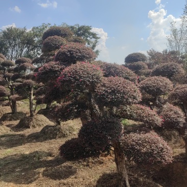 5年以上红花继木，基地自产自销，现货