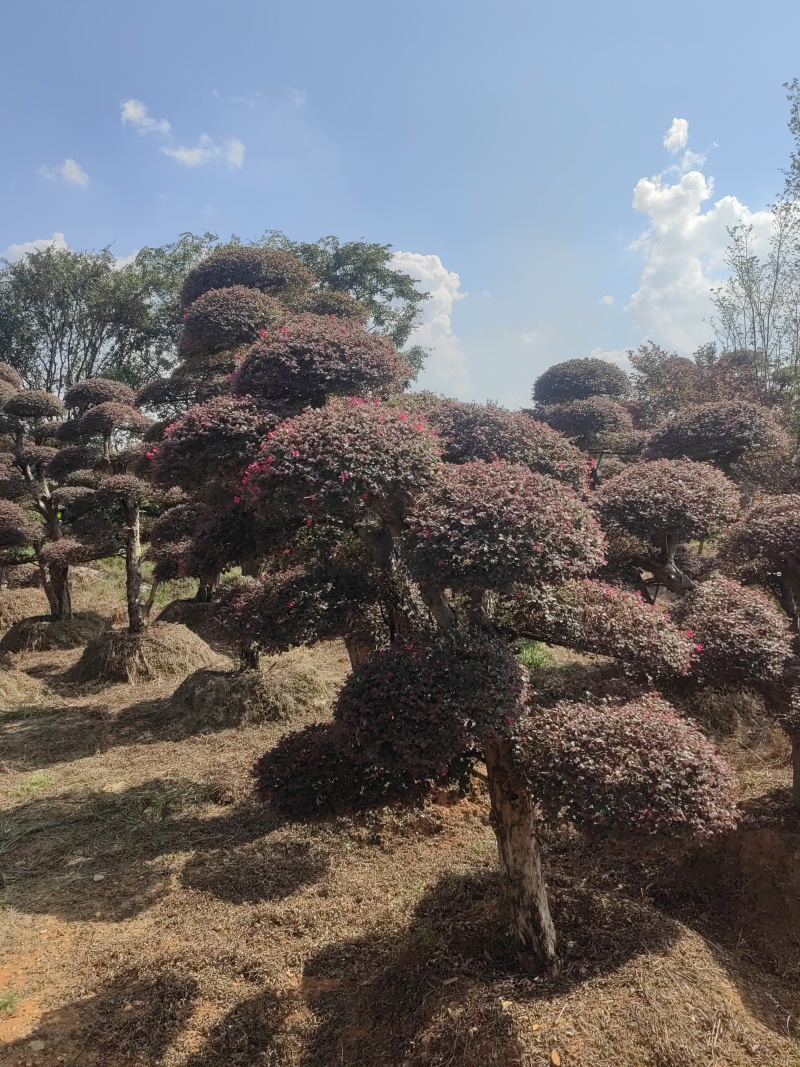 5年以上红花继木，基地自产自销，现货