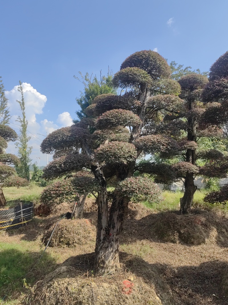 5年以上红花继木，基地自产自销，现货