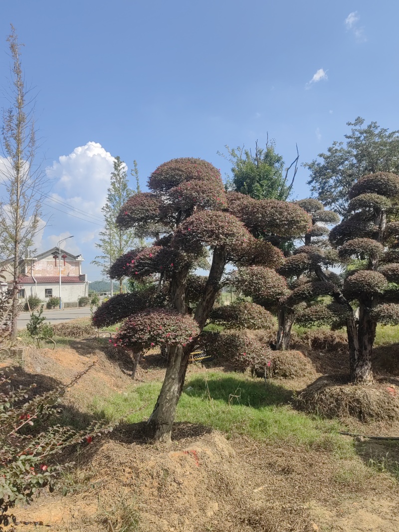 5年以上红花继木，基地自产自销，现货