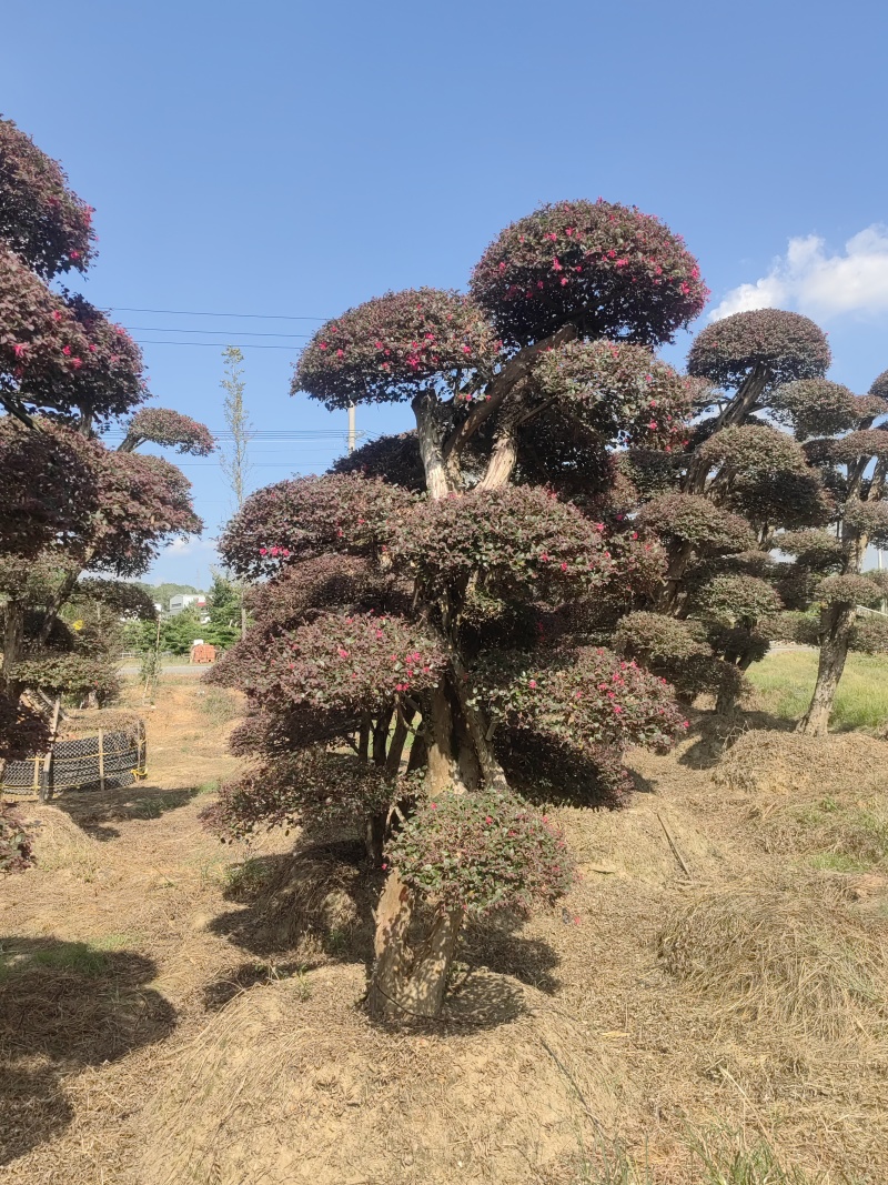 5年以上红花继木，基地自产自销，现货