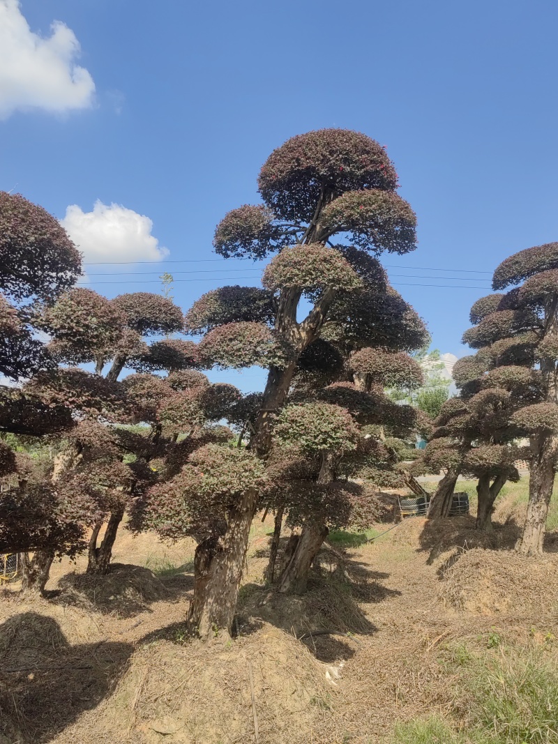 5年以上红花继木，基地自产自销，现货