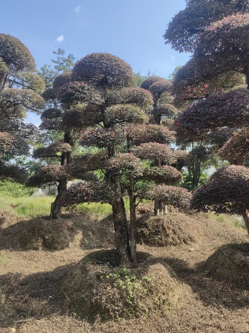 5年以上红花继木，基地自产自销，现货