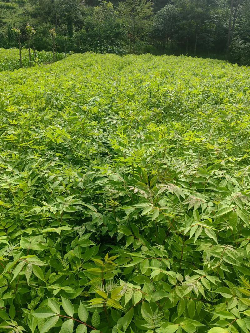黄柏苗