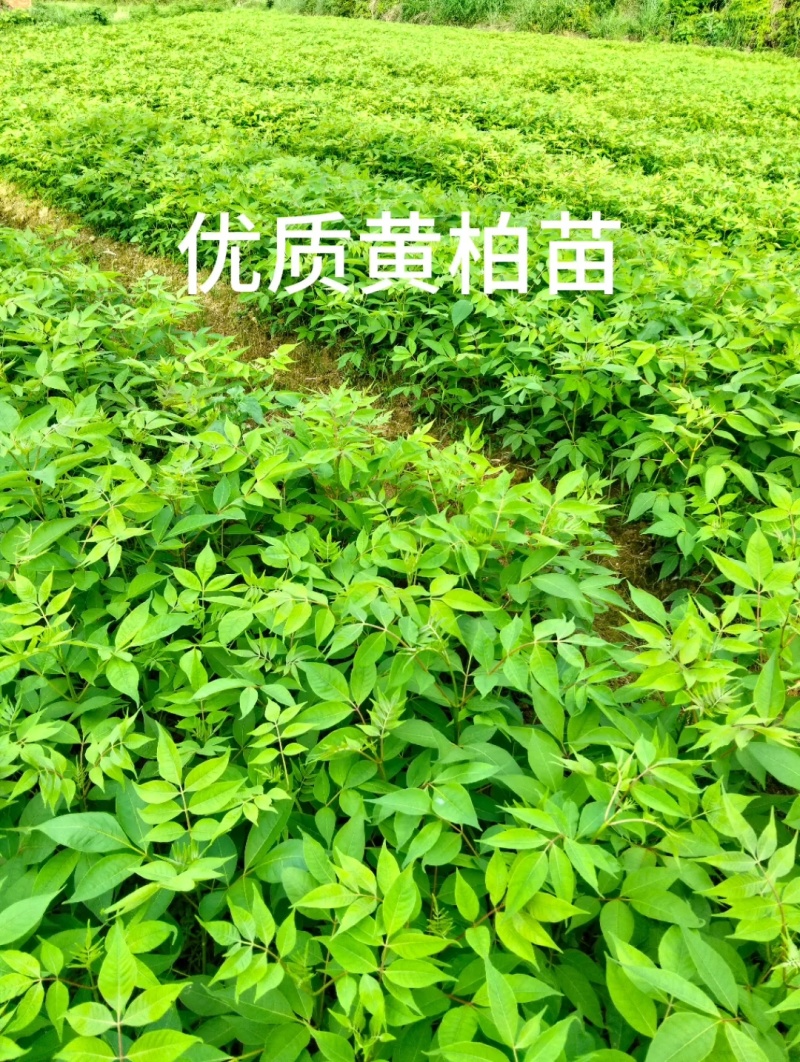 黄柏苗