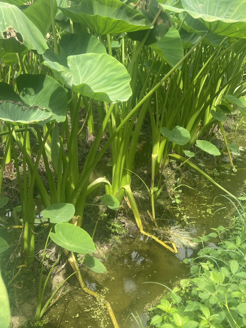 3万亩荔浦芋头基地正宗荔浦芋头种子