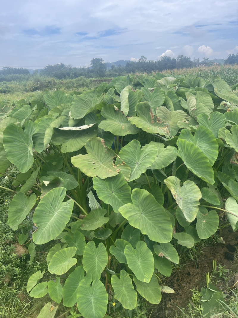 3万亩荔浦芋头基地正宗荔浦芋头种子