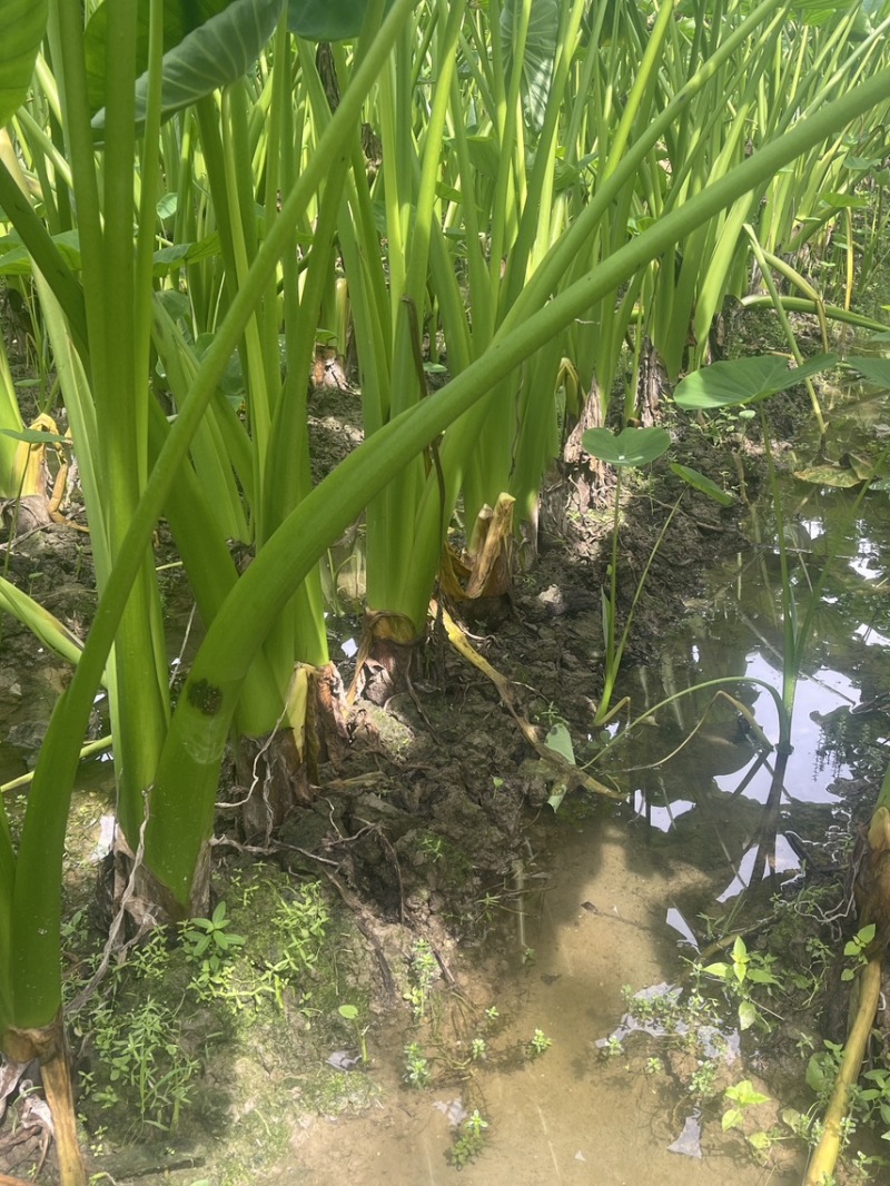 3万亩荔浦芋头基地正宗荔浦芋头种子