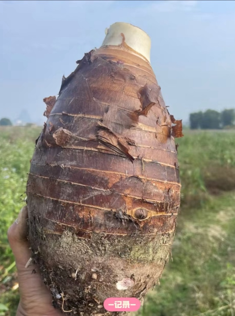 3万亩荔浦芋头基地正宗荔浦芋头种子