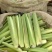 美人茭量大从优诚信经营，物美价廉欢迎来电