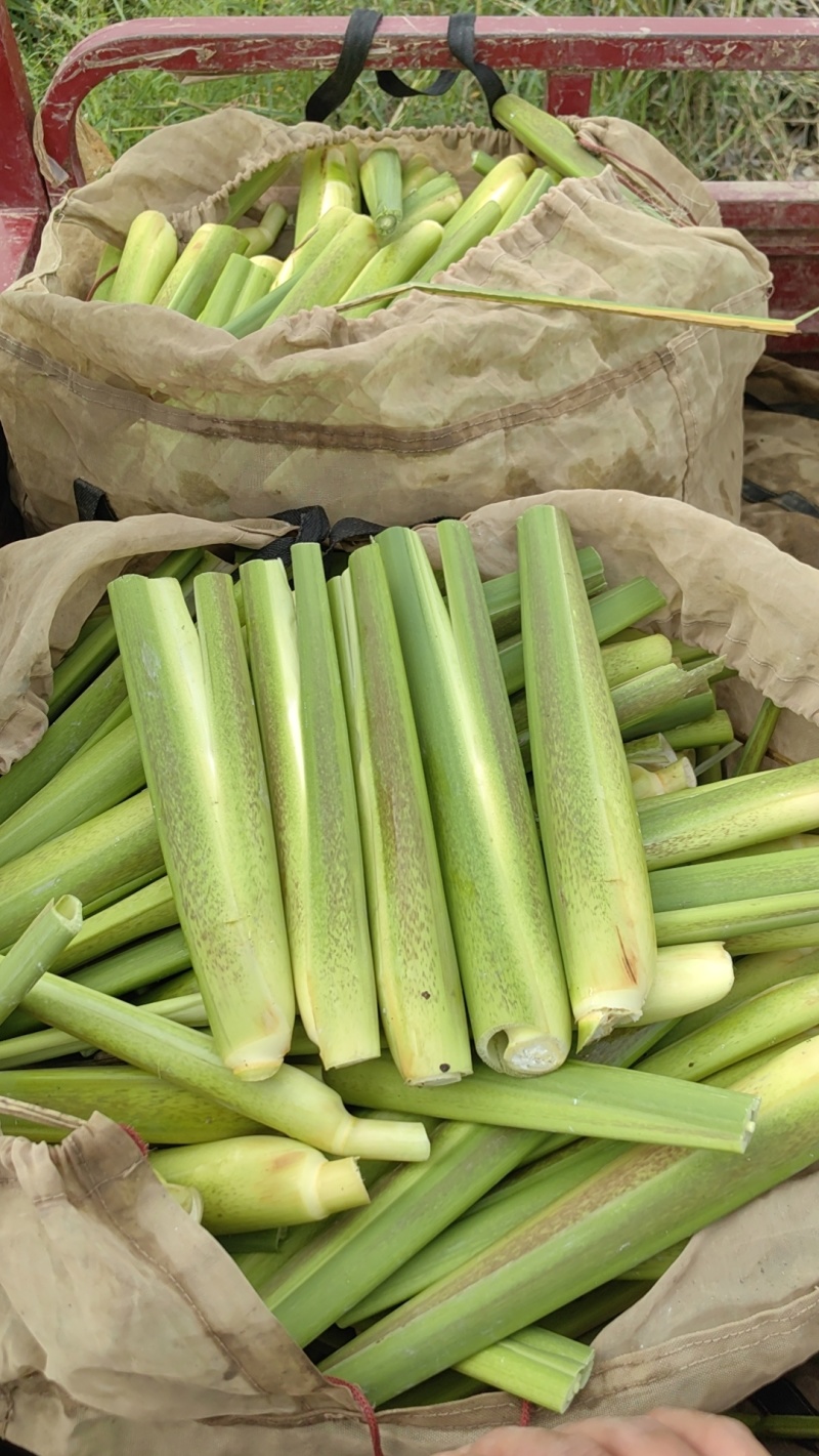 美人茭量大从优诚信经营，物美价廉欢迎来电