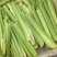 美人茭量大从优诚信经营，物美价廉欢迎来电