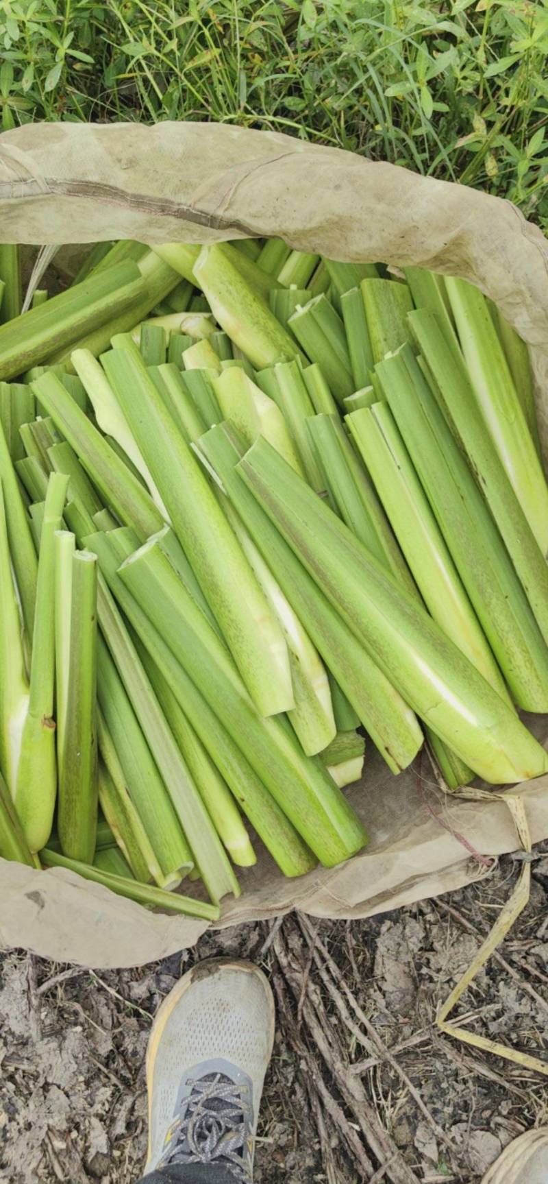 美人茭量大从优诚信经营，物美价廉欢迎来电