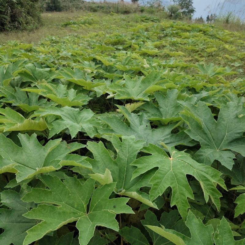 青杆大通草苗