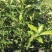 大叶滑皮金桔苗精品推荐货源充足量大更优惠欢迎采购