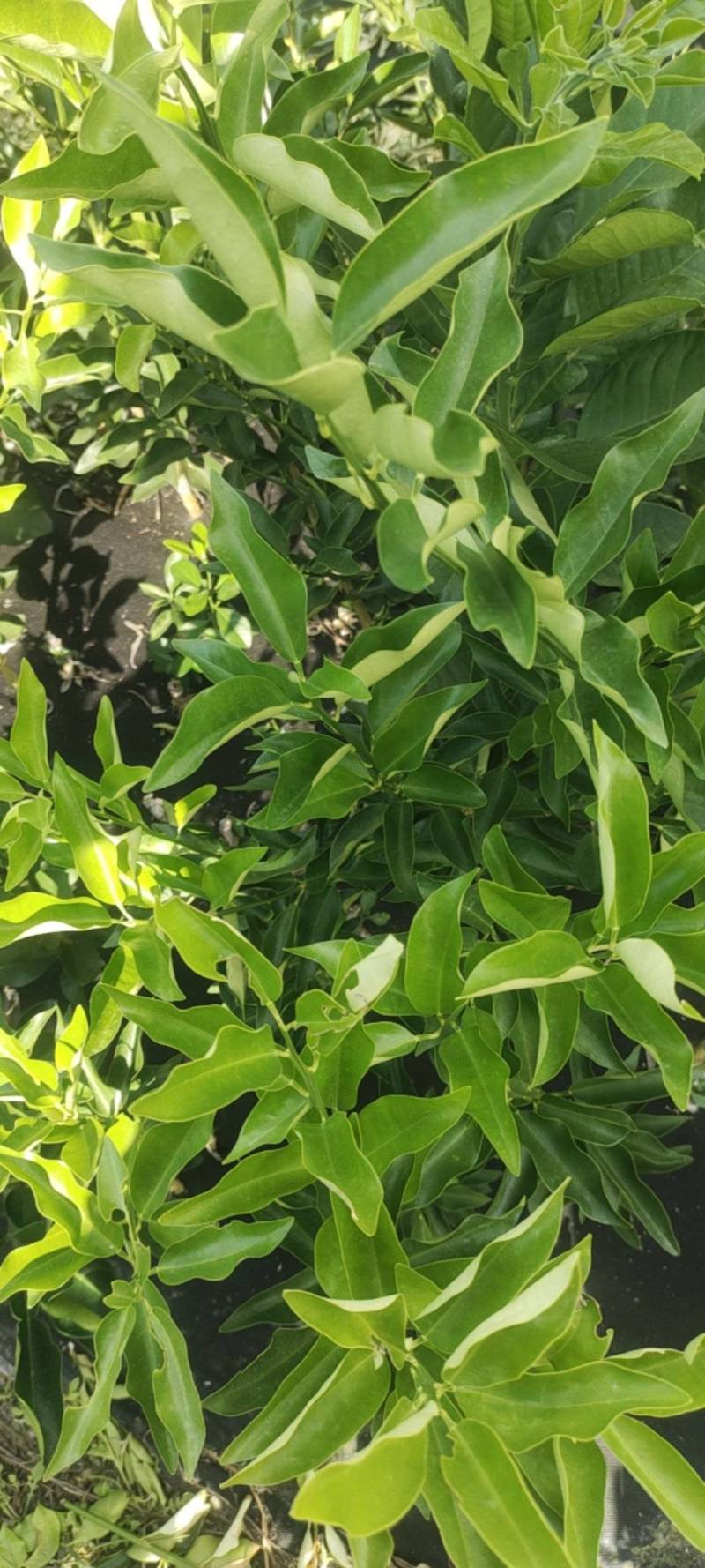 大叶滑皮金桔苗精品推荐货源充足量大更优惠欢迎采购