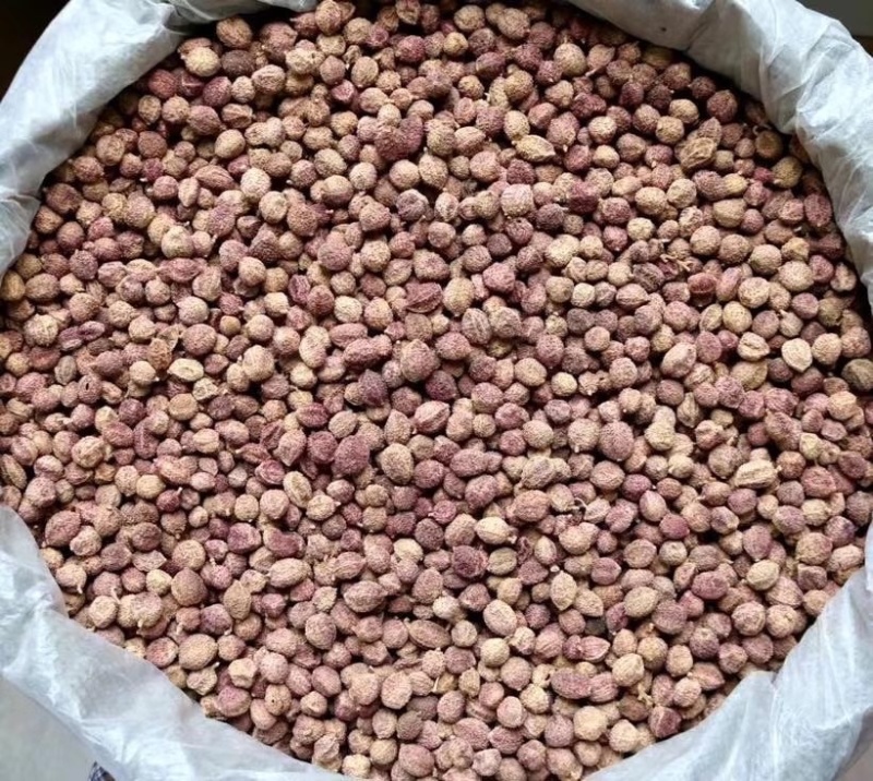 春砂仁颜色好果形大砂仁阳春砂砂仁香料中药材皮薄饱满批发