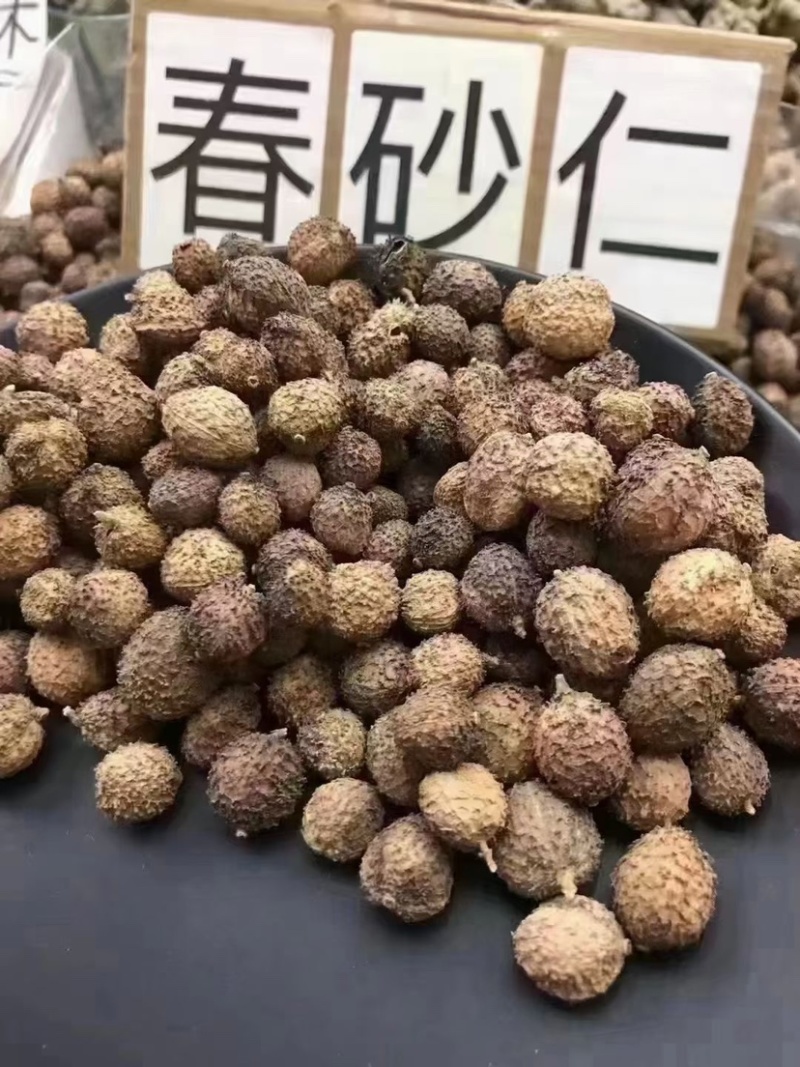 春砂仁颜色好果形大砂仁阳春砂砂仁香料中药材皮薄饱满批发