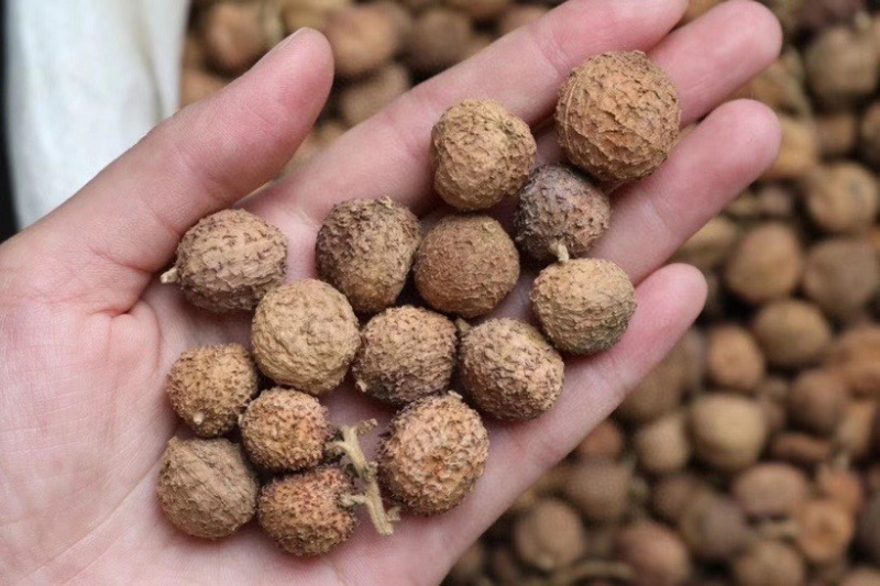 春砂仁颜色好果形大砂仁阳春砂砂仁香料中药材皮薄饱满批发