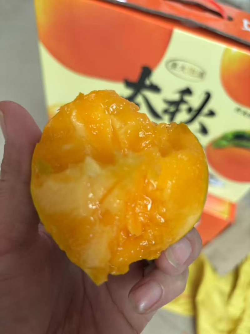 大秋甜脆柿大量上市，基地直发，现货现摘现发