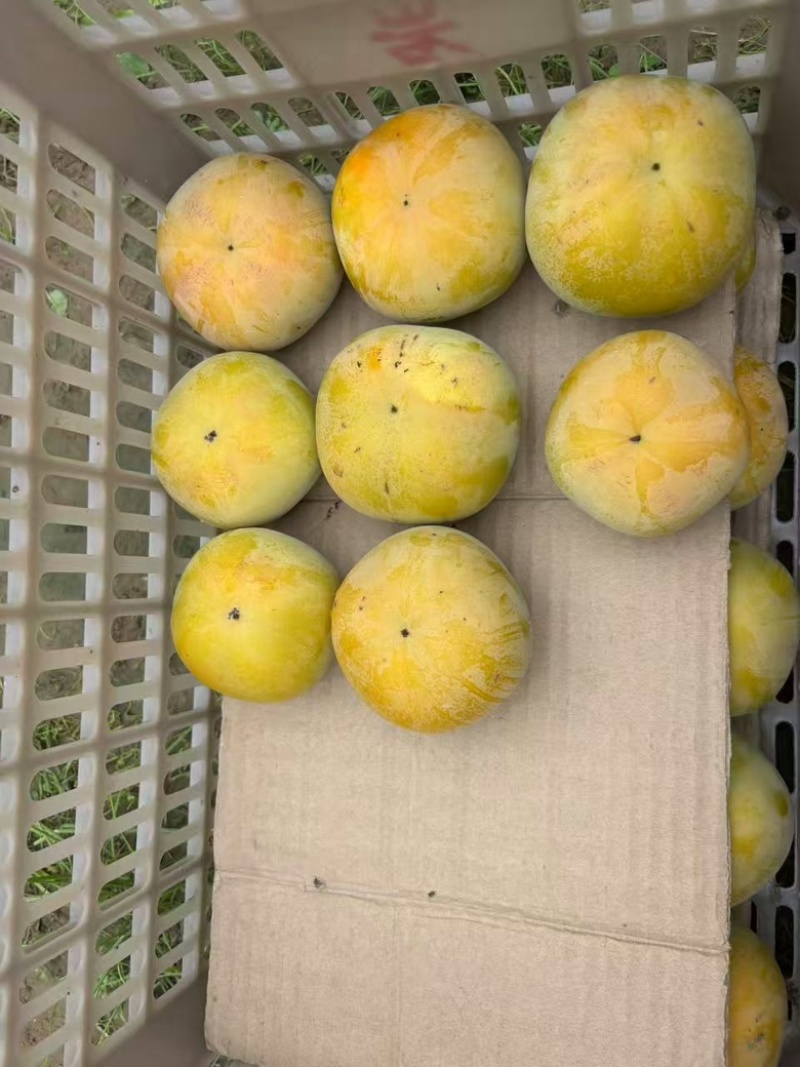 大秋甜脆柿大量上市，基地直发，现货现摘现发