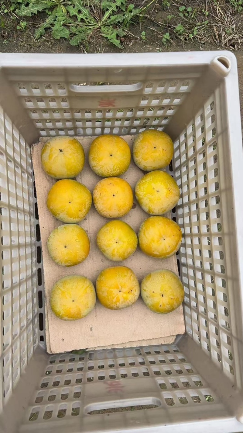 大秋甜脆柿大量上市，基地直发，现货现摘现发