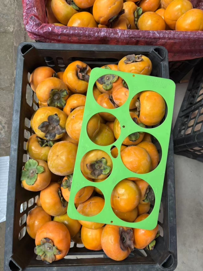 自然成熟阳丰甜脆柿大量上市对接各大商超市场