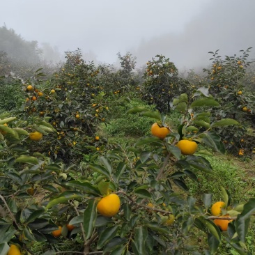 湖北秭归高山甜柿子脆柿子