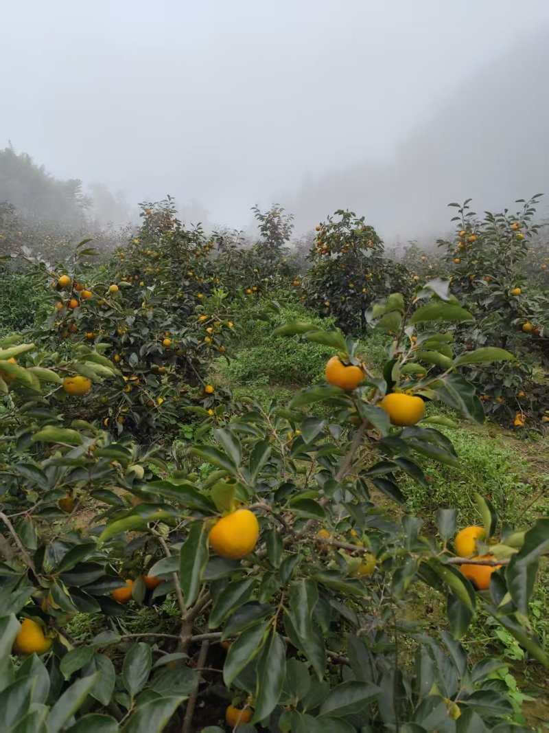 湖北秭归高山甜柿子脆柿子