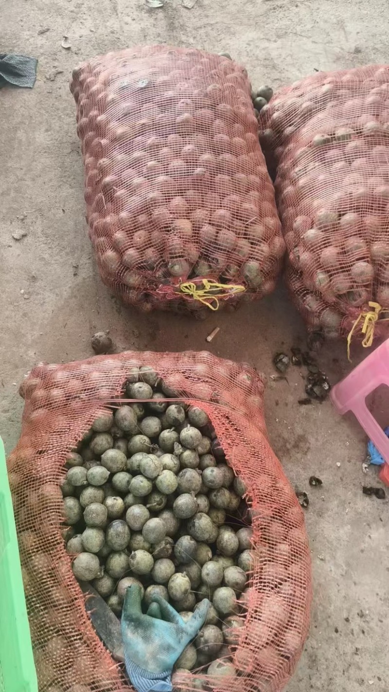 大理核桃品质高饱满薄皮核桃肉厚皮薄大量现货规格齐全基地