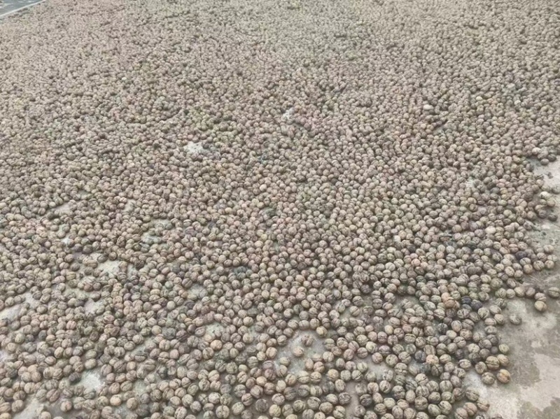 大理核桃品质高饱满薄皮核桃肉厚皮薄大量现货规格齐全基地