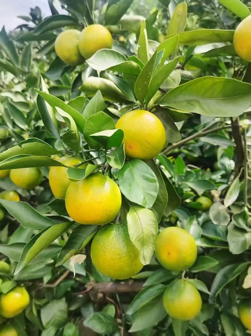蜜桔