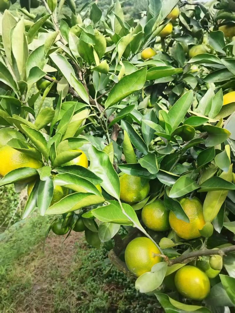 蜜桔