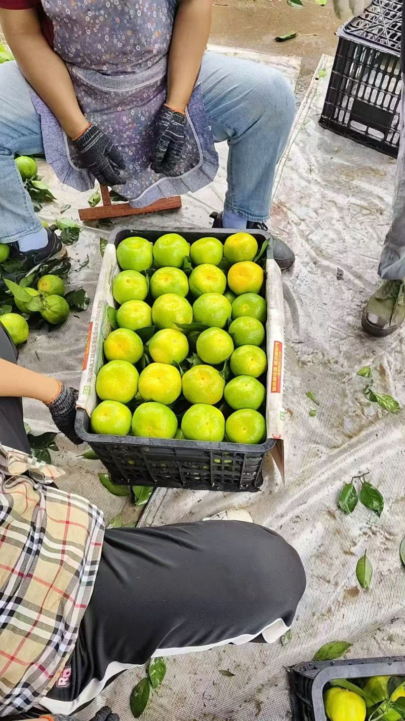 蜜桔