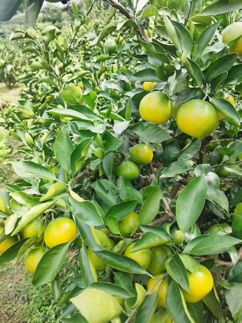 蜜桔