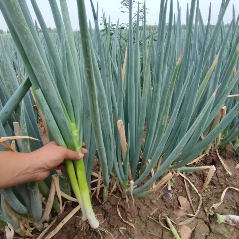 陕西大葱产地直发货源充足可视频看货