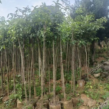 桂花袋苗，3一10公分，各种四季桂，八月桂花树袋苗，