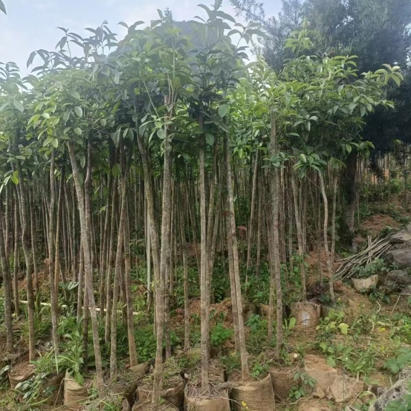 桂花袋苗，3一10公分，各种四季桂，八月桂花树袋苗，