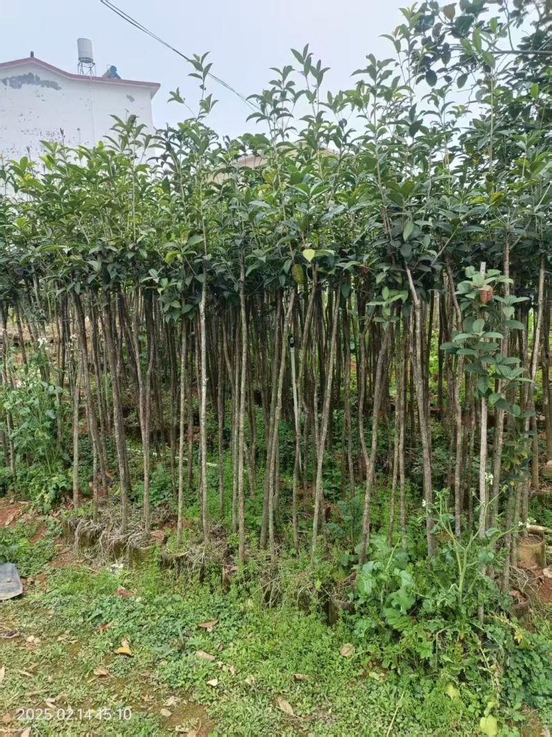 桂花袋苗，3一10公分，各种四季桂，八月桂花树袋苗，
