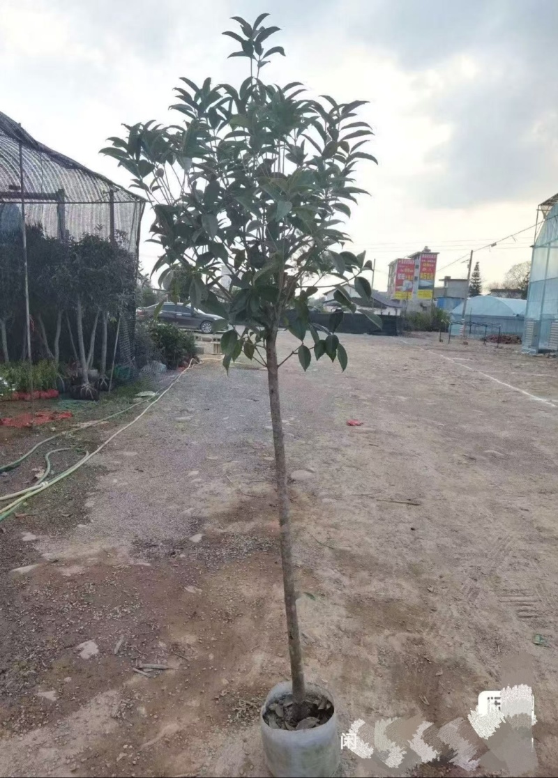 桂花袋苗，3一10公分，各种四季桂，八月桂花树袋苗，