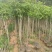 桂花袋苗，3一10公分，各种四季桂，八月桂花树袋苗，