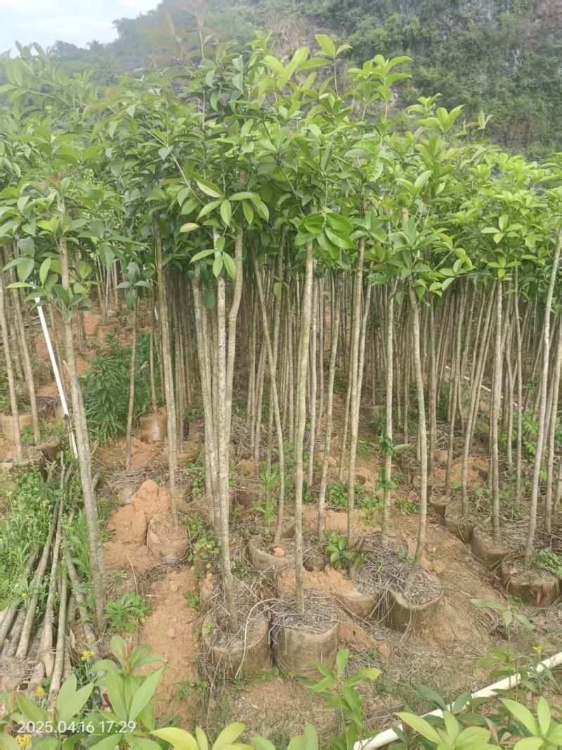 桂花袋苗，3一10公分，各种四季桂，八月桂花树袋苗，