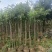 桂花袋苗，3一10公分，各种四季桂，八月桂花树袋苗，