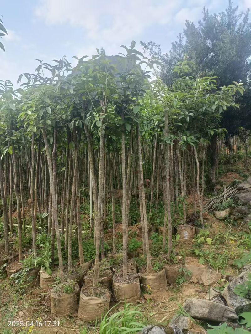 桂花袋苗，3一10公分，各种四季桂，八月桂花树袋苗，