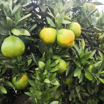 宜昌蜜橘