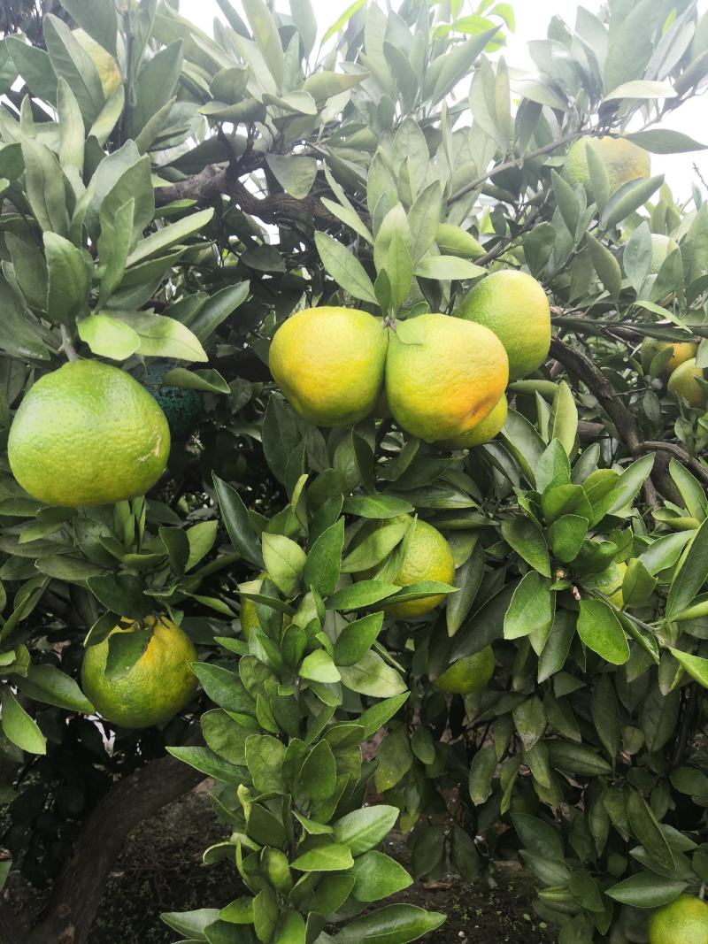 宜昌蜜橘