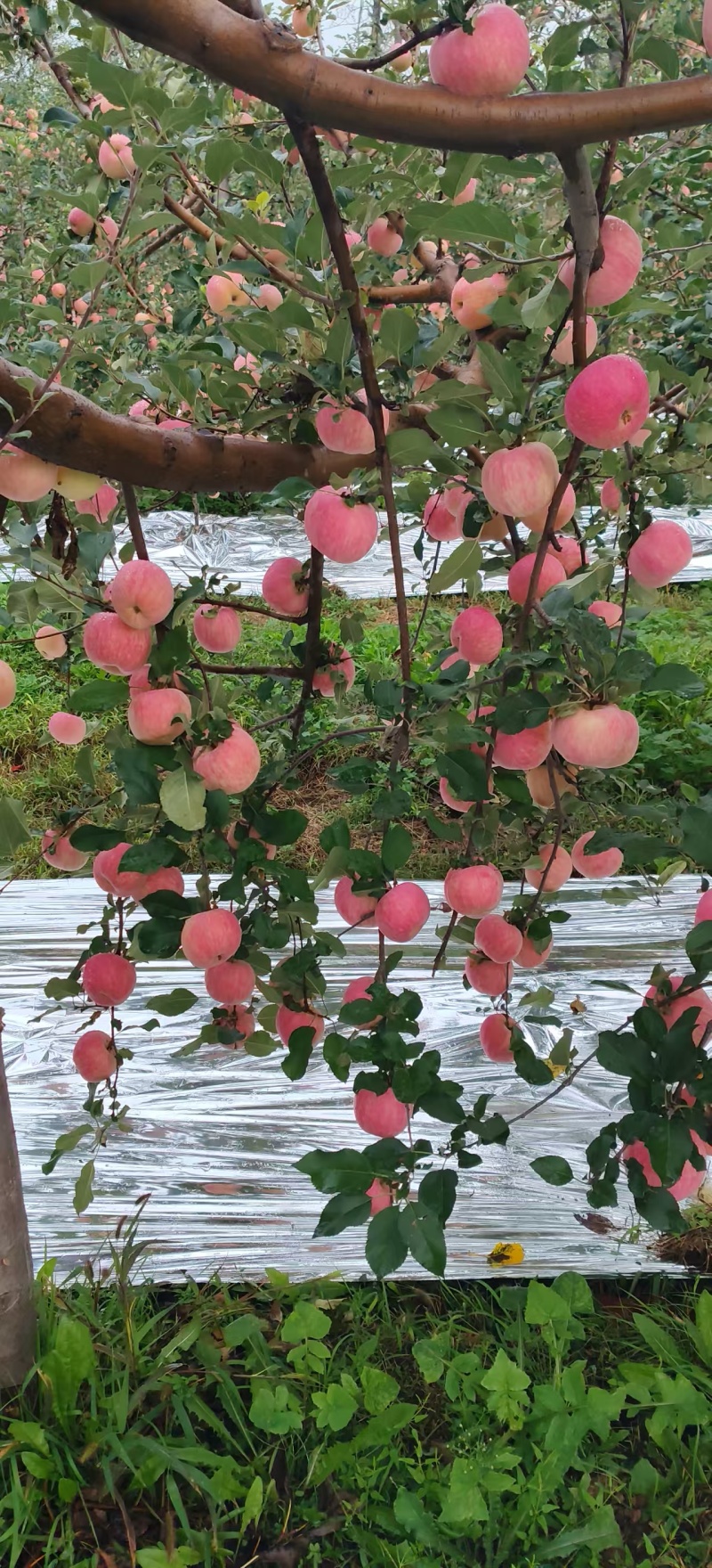 陕西苹果红富士苹果自产自销大量供应可视频看货