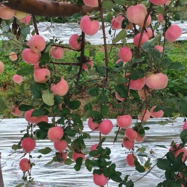 渭南红富士苹果基地直发货源充足可视频看货欢迎致电